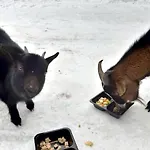 A Restaurace Belveder Romantico, Mini-zoo, Free Parking Jáchymov