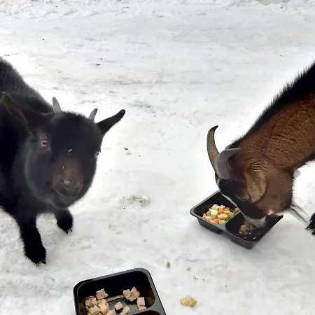 A Restaurace Belveder Romantico, Mini-zoo, Free Parking Jáchymov