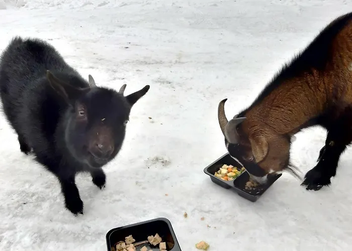 A Restaurace Belveder Romantico, Mini-zoo, Free Parking Яхимов